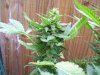100_2482.jpg