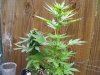 100_2484.jpg