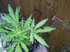 100_2493.jpg