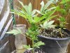 100_2495.jpg