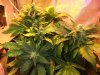 supercritical57.jpg