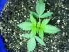 20130630_172744.jpg 20130630_172744.jpg