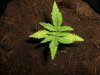 AUTO CHEESE_7-1-13.jpg