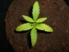 GIRL SCOUT COOKIES_7-1-13.jpg