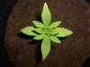 BLUE DREAM_7-1-13.jpg