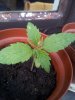 20130527_191733.jpg 20130527_191733.jpg