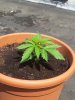 20130608_123935.jpg