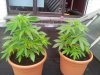 20130621_125604.jpg 20130621_125604.jpg