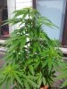 20130702_141952.jpg