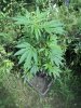 DSC00431.jpg