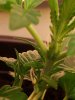 Day 33 Preflower.jpg Day 33 Preflower.jpg