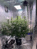 Day 59 Think different DWC under Telos 10-pro