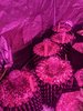 New seeds and planting