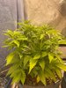 Day 39 - Strawberry.jpg