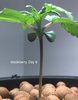 blackberry - 2.jpeg