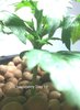 blackberry - 6.jpeg