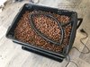 1110858_diy-shallow-water-culturedutch-passionauto-orange-bud.jpg