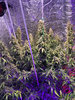 Day 82 Think different 3days until harvest