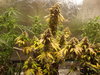 20201206_074135.jpg