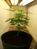 Day 60 Day 5 flower.jpg Day 60 Day 5 flower.jpg