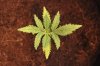 AUTO CHEESE_7-4-13.jpg