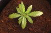 GIRL SCOUT COOKIES_7-4-13.jpg