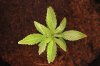 BLUE DREAM_7-4-13.jpg