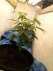 Day 65 day 10 flower.jpg