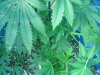 Dying Tips on FBG 001.jpg Dying Tips on FBG 001.jpg