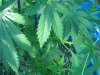 Dying Tips on FBG 004.jpg Dying Tips on FBG 004.jpg