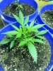 20130704_184636.jpg 20130704_184636.jpg