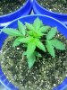 20130704_184647.jpg 20130704_184647.jpg
