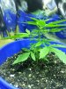 20130704_185000.jpg 20130704_185000.jpg