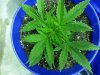 20130704_185024.jpg 20130704_185024.jpg