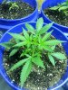 20130704_185138.jpg 20130704_185138.jpg
