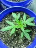 20130704_185148.jpg 20130704_185148.jpg