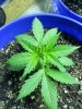20130704_185351.jpg 20130704_185351.jpg