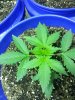20130704_185406.jpg 20130704_185406.jpg