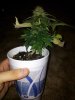 20130704_210637.jpg