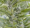 white widow.jpg