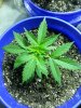 20130705_174317.jpg 20130705_174317.jpg
