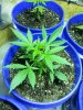 20130705_174325.jpg 20130705_174325.jpg