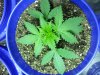 20130705_174445.jpg 20130705_174445.jpg