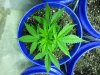 20130705_174458.jpg 20130705_174458.jpg