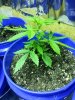 20130705_174514.jpg 20130705_174514.jpg