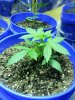 20130705_174919.jpg 20130705_174919.jpg