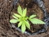 jack herer 1 (24).jpg