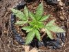 Rapid afghan 1 (24).jpg
