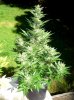 vxsgbloom01.jpg