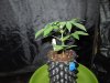 DSCN5769.jpg